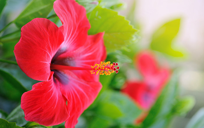 DIY Hibiscus Hair Oil For Curl Issues