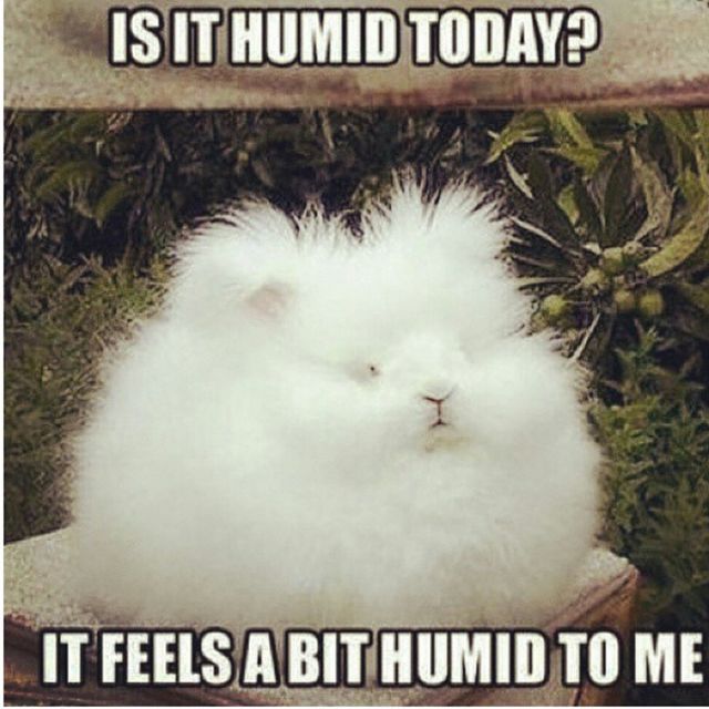 humid